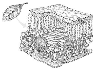 35-19a-LeafAnatomy-NL.jpg