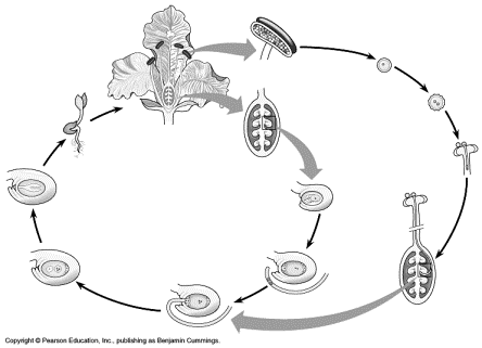 30-17-AngiospLifeCycle-NL.gif